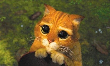 profil boursier de Bandicoot