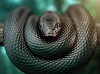 profil boursier de Kobi